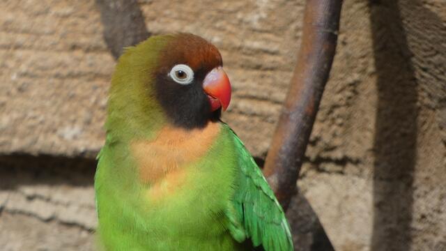 Das "Schokoladenseiten-Gesicht"