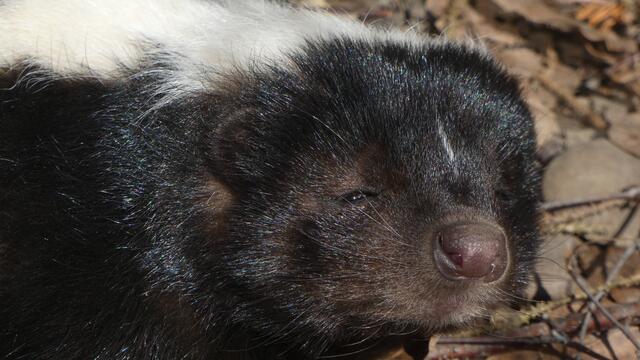 Das "Du stinkst mir-Gesicht"