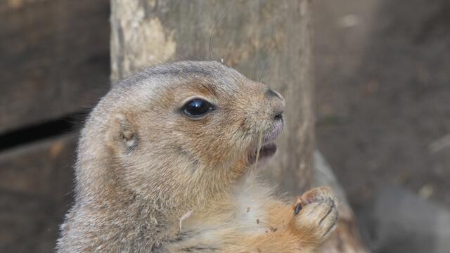 Das "Stör mich nicht beim essen-Gesicht"