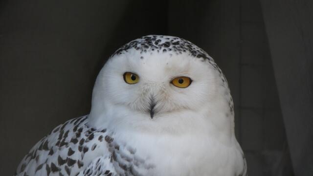 Das "Ich weiß alles, sage aber nichts-Gesicht"