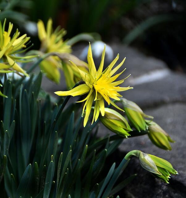 Frühlings Blütenpracht