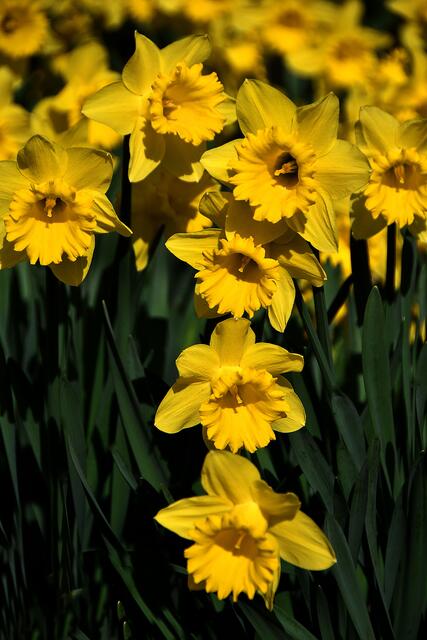 Frühlings Blütenpracht