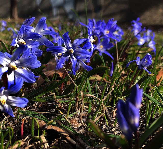 Frühlings Blütenpracht