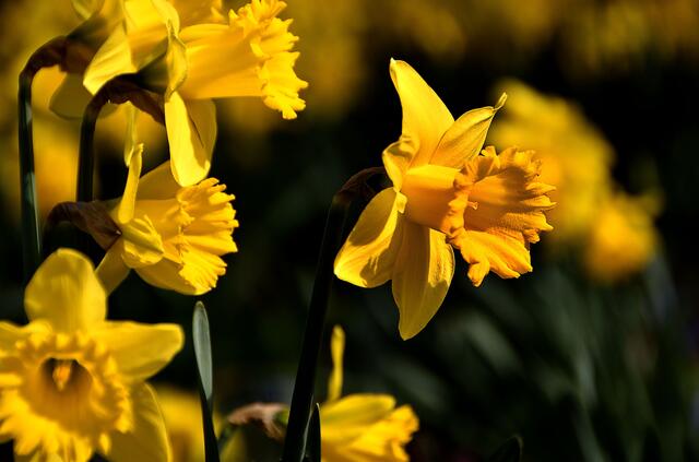 Frühlings Blütenpracht