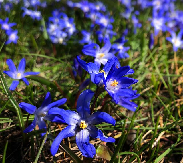Frühlings Blütenpracht