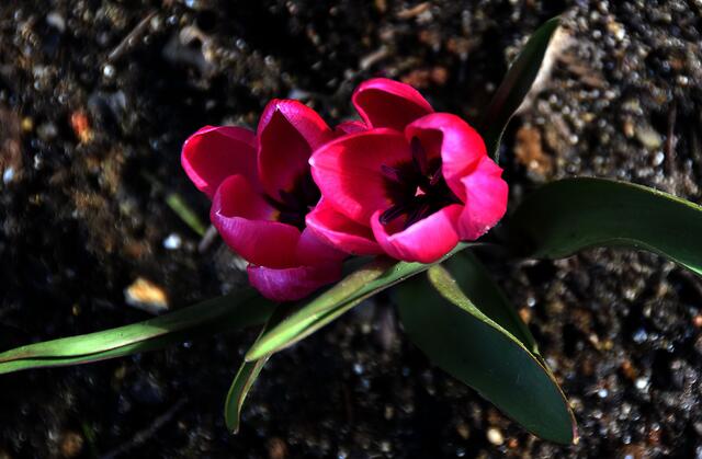 Frühlings Blütenpracht