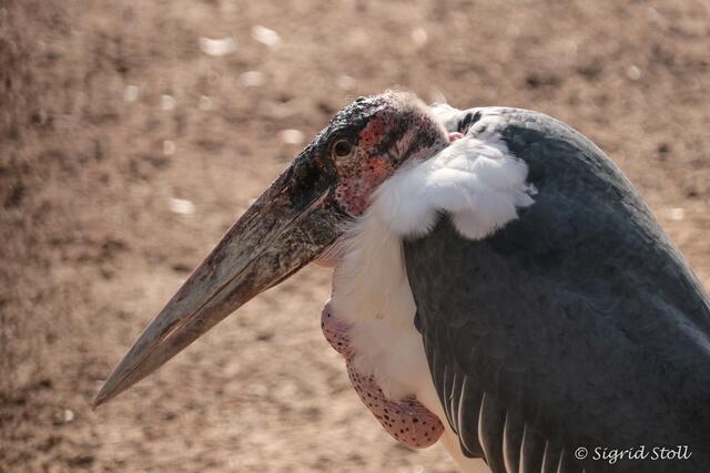 Marabu
