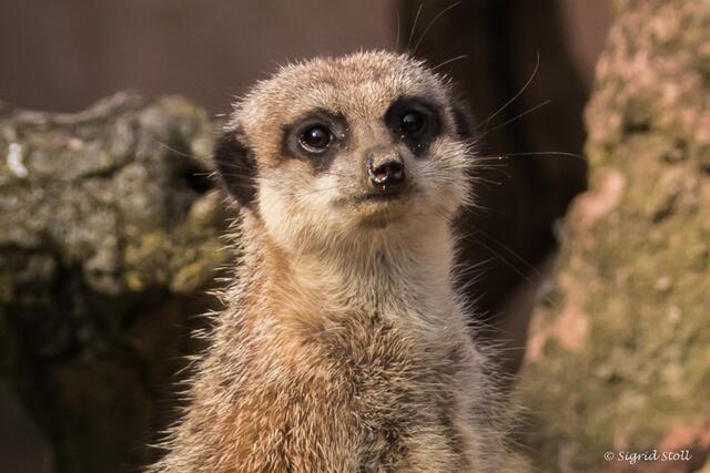 Immer wieder süß, die kleinen Erdmännchen