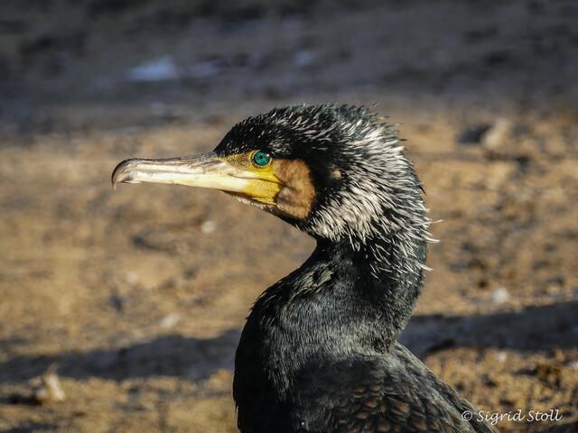 Kormoran