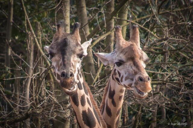 ...Rothschildgiraffen im Doppelpack, leider zu weit weg...