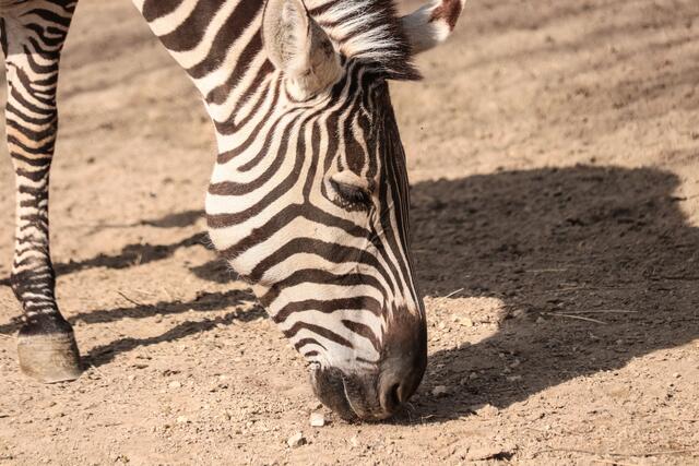Steppenzebra