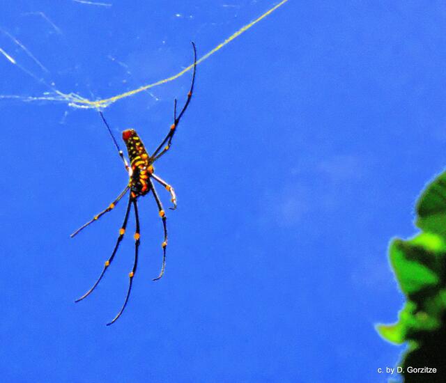 Radnetzspinne