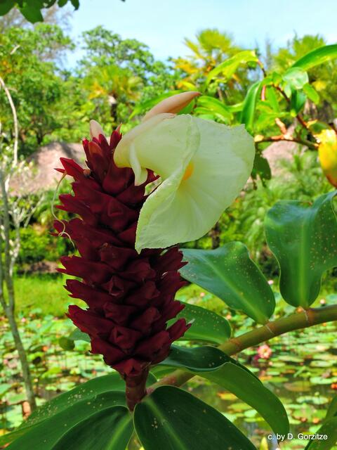 Costus  spiralis (Spiralingwer)