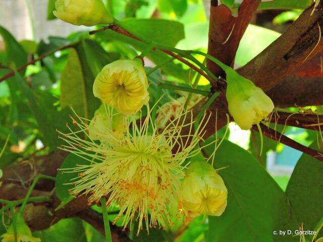Java Apfel  (Syzgium samarangens)