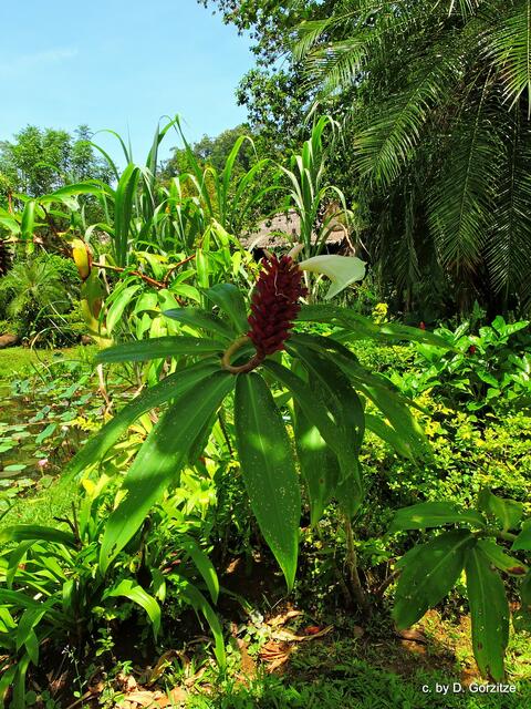 Costus  spiralis (Spiralingwer)