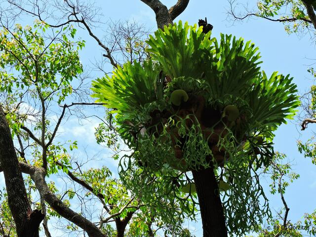 Bromelien