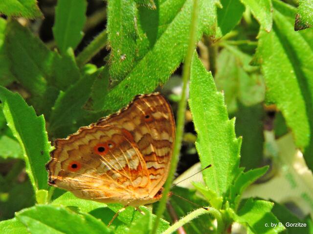 Schmetterling