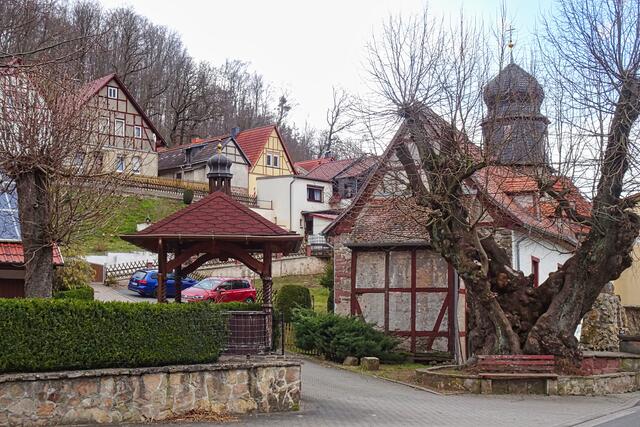 die alte Linde vor der St. Nicolai Kirche in Morungen