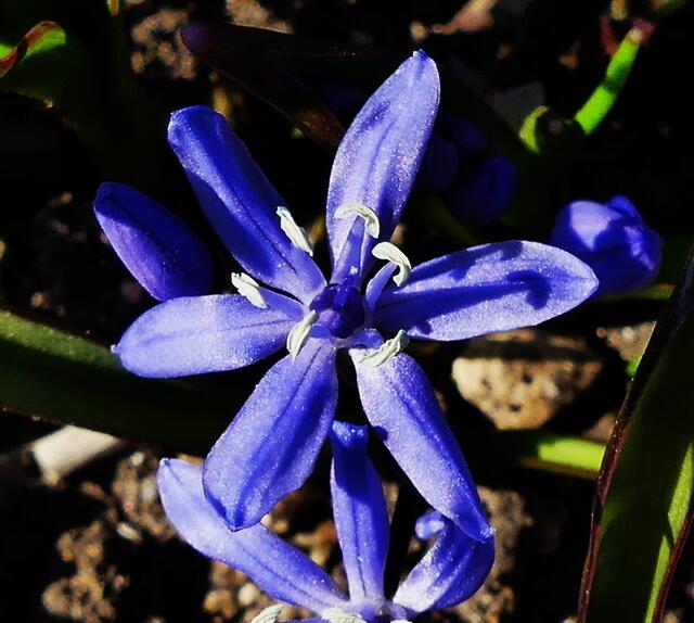 Blau - meine Farbe