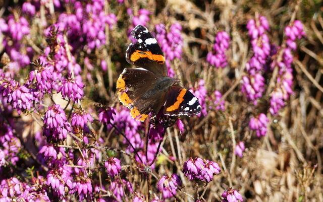 erster Schmetterling in diesem Jahr