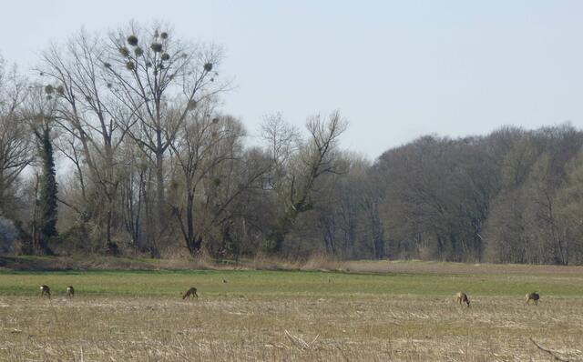 Etwas Wild kurz vor Sonnenuntergang
