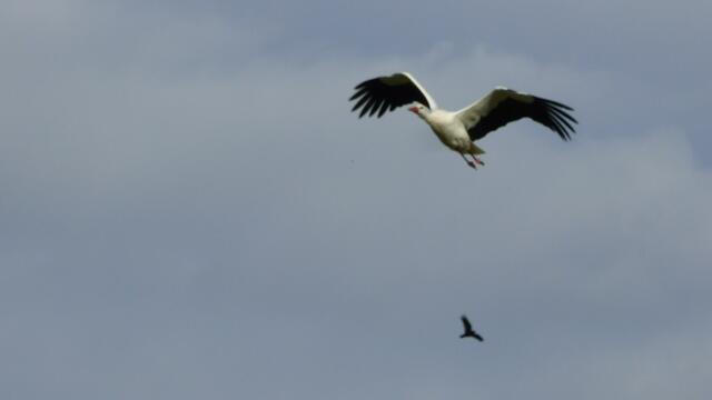 Kaum sieht er mich fliegt er 