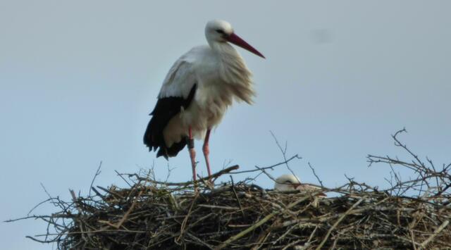 Die Laatzener brüten was aus