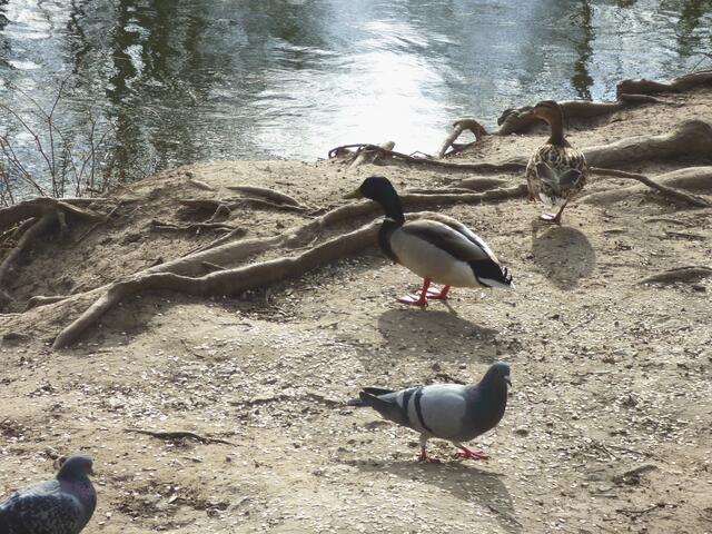 Ab 1. April müssen wir nicht an die Leine, wir sind schon da.