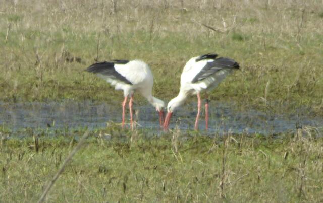 Die Koldinger Störche Poldi und Koldi am Bibersee