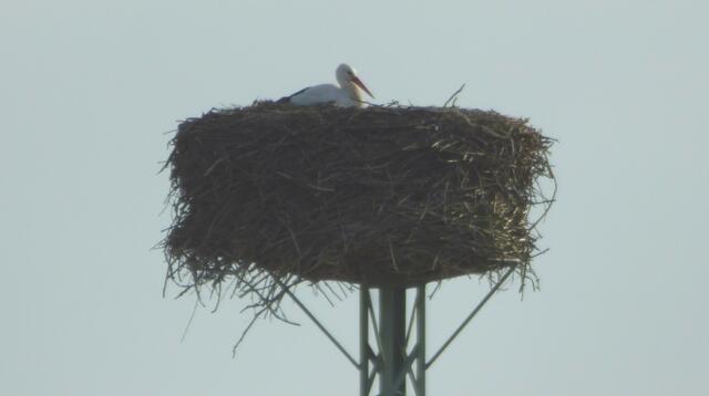 Da wird in Grasdorf auch gebrütet