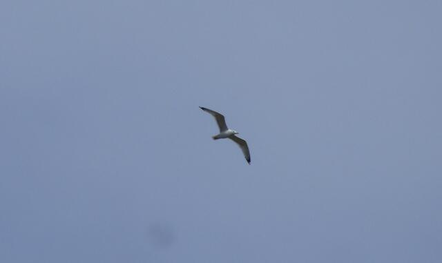 Kleiine Möwe flieg nach Helgoland