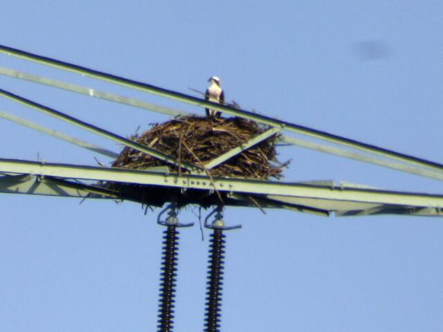 Der Fischadler in Koldingen wartet auf sein Futter