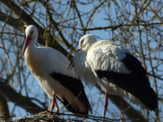 Störche in Döhrem beim Paddelklub