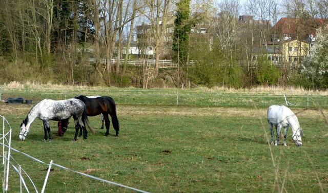 Pferde in Wülfel