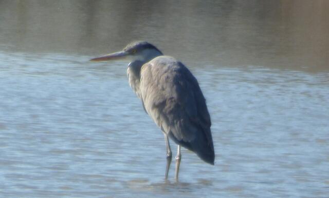 Auch der Graureiher 