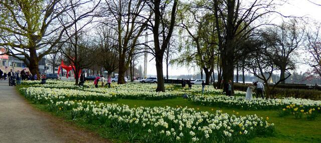 Blumenmeer am Maschpark