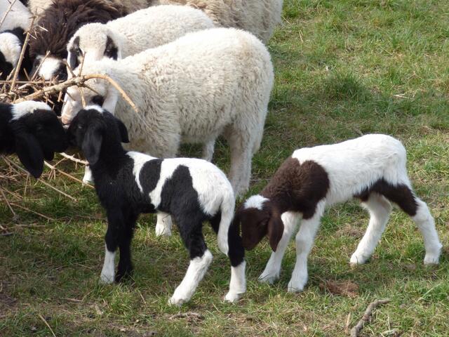 Osterlämmer in Wilkenburg