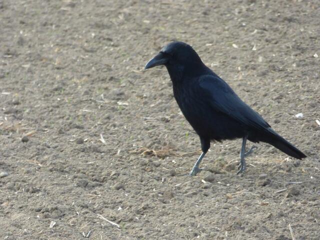 Da führt der Kolkrabe was im Schilde
