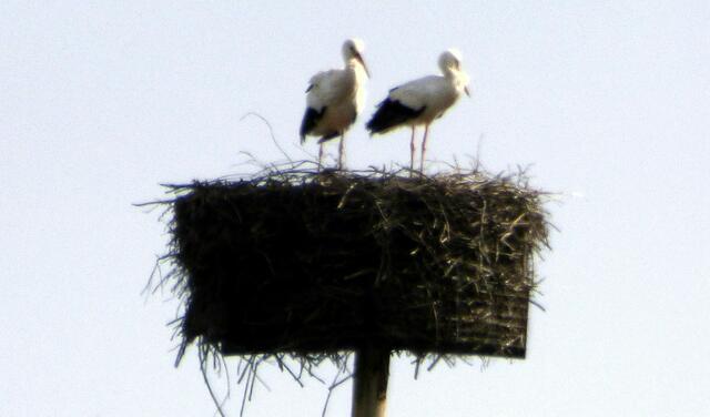 Die Wülfeler Störche