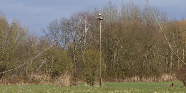 Storch in Döhren an der Masch