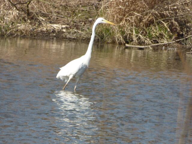Der Silberreiher kommt auch