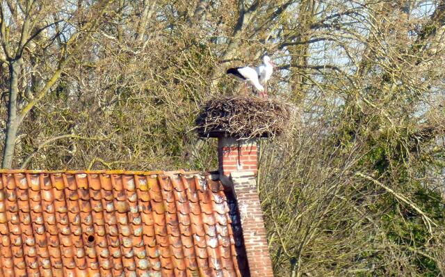 Störche in Wilkenburg auf der Teppichscheune