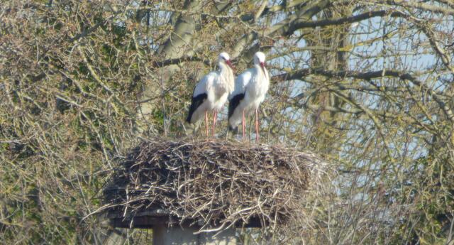 Auch ein treues Pärchen