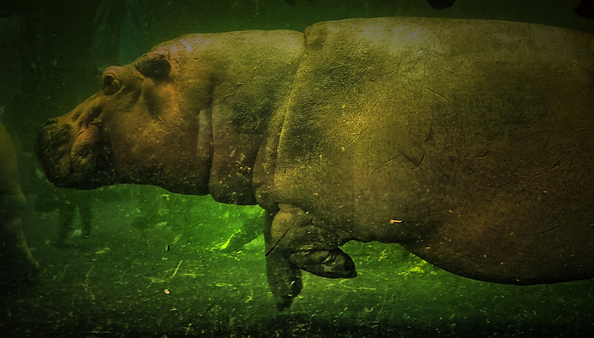 Happy Hippo - Hannover-Zoo