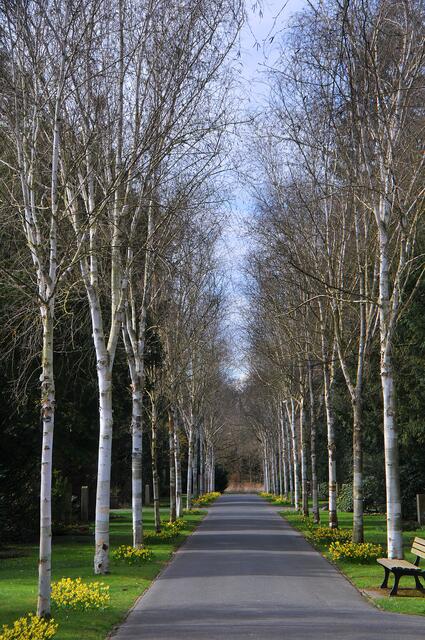 Frühling auf dem Engesohder Friedhof.