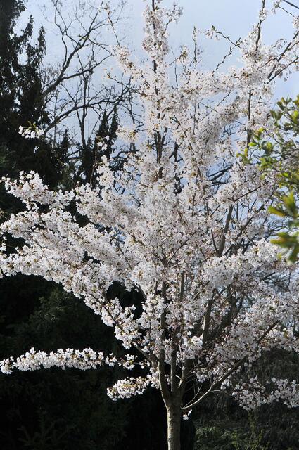 Frühling auf dem Engesohder Friedhof.