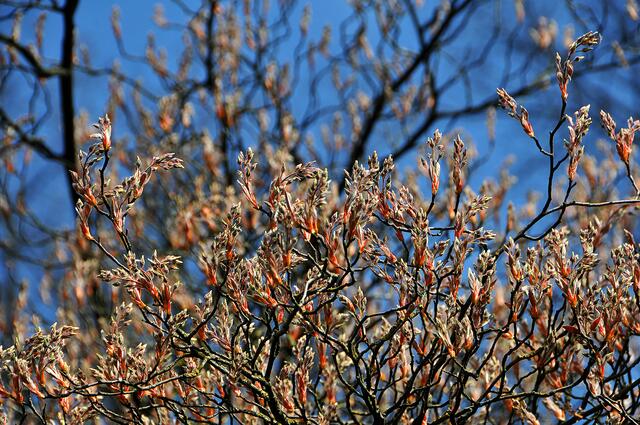 Frühling auf dem Engesohder Friedhof.