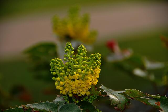 Frühling auf dem Engesohder Friedhof.