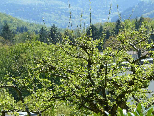 Baden-Badener Rebland