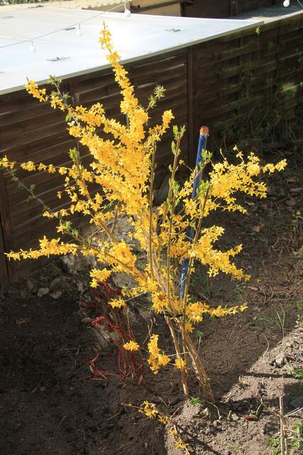 Kleiner Forsythienstrauch...
